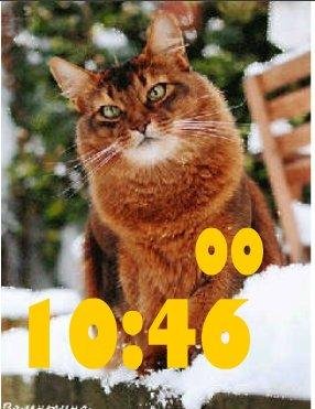 Котик ани
