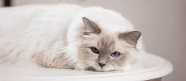 file_101234115
