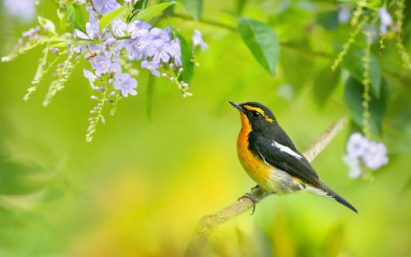 Garden Bird