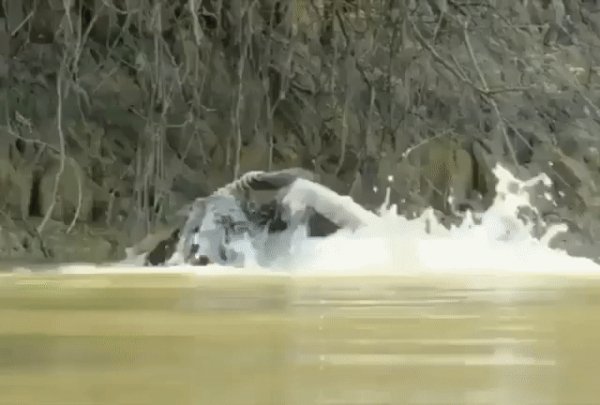 видео-гиф. ЯГУАР тащит крокодила