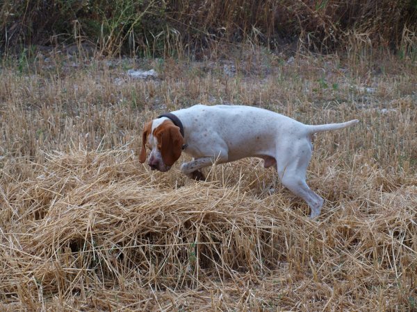 Наваррская легавая