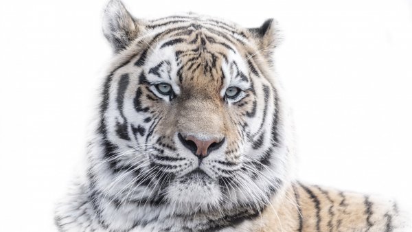 tigr-priroda-fon-1