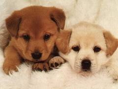 file_52327609