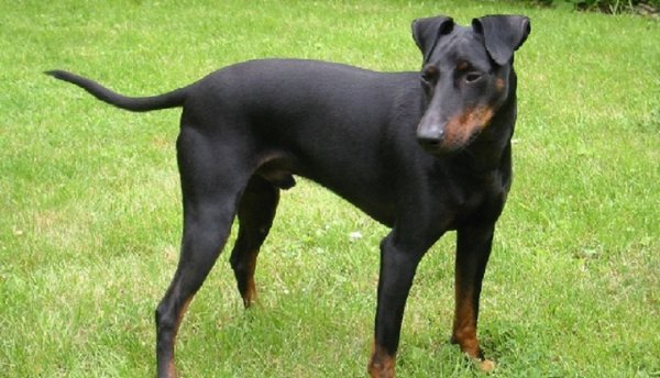 Манчестерский терьер