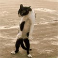Котэ Танцуид