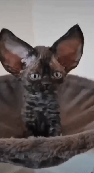 Ушастый Котёнок