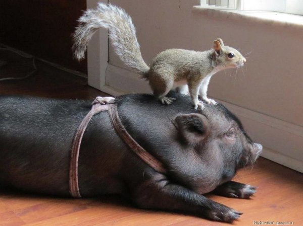 Потрошенко с кентом