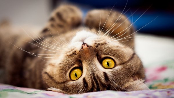 кот глаза глаз котенок арт..file