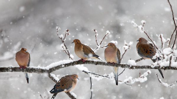MourningDoves