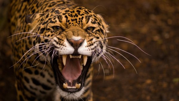 jaguar-2560x1440