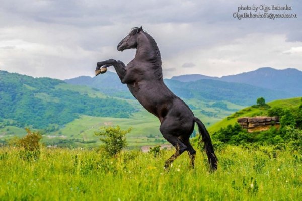Карачаевская порода лошадей (8)