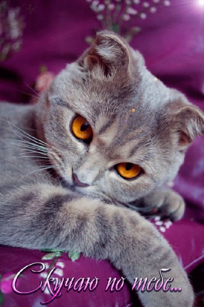 Красивый котёнок