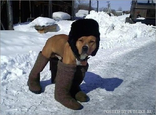 Русский Пёс )