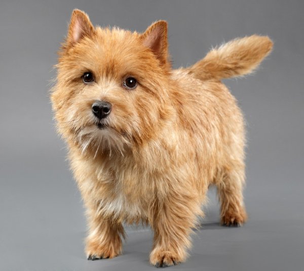 Норвич-терьер