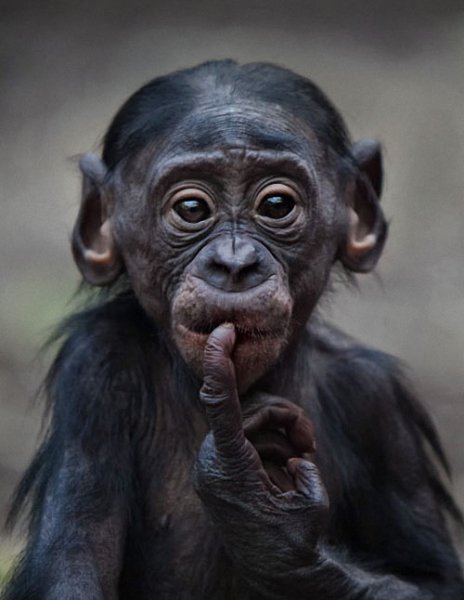 Monkey2