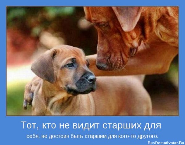 Тот кто не видит старших для себя