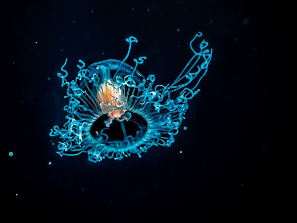 macro-photo-ocean-media-02