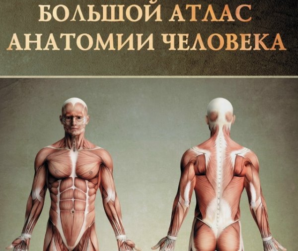 Винсент Перез Большой атлас анатомии человека 2015