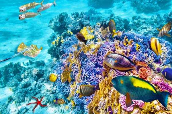 Reef 4