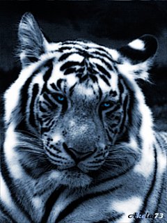 Tigr.Animacija