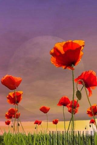 Poppy Field Live Wallpaper