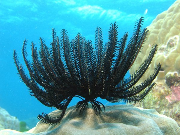 Морская лилия Feather Star