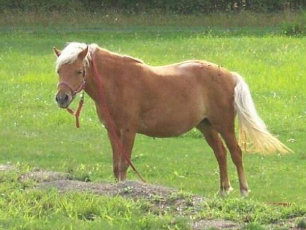 Батак пони (2)