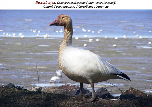 Белый гусь (Anser caerulescens (Chen caerulescens))