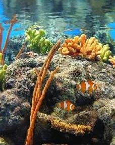 ЗАСТАВКА REALITY AQUARIUM СО ЗВУКОМ