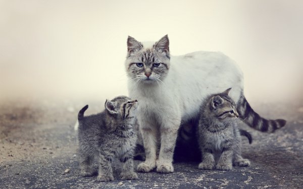 кошка котята хищники природа..file