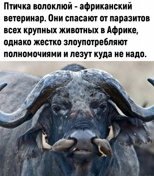 8DROGZB