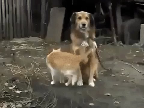 gif 1475059243