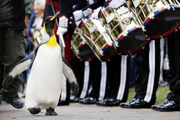 pingu-nils-ulaf-02