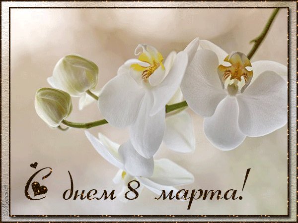 Орхидеи на 8 Марта!