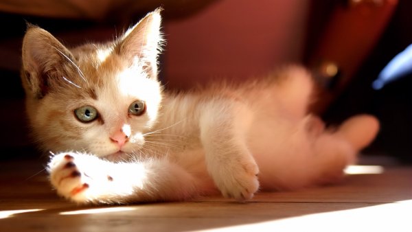 лежит солнце смотрит котёнок..file