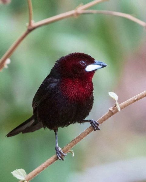 Пурпурная расписная танагра Silver-beaked Tanager