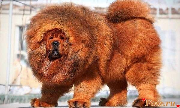 тибетский мастиф