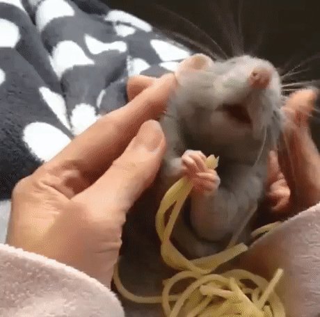gif 1475527580