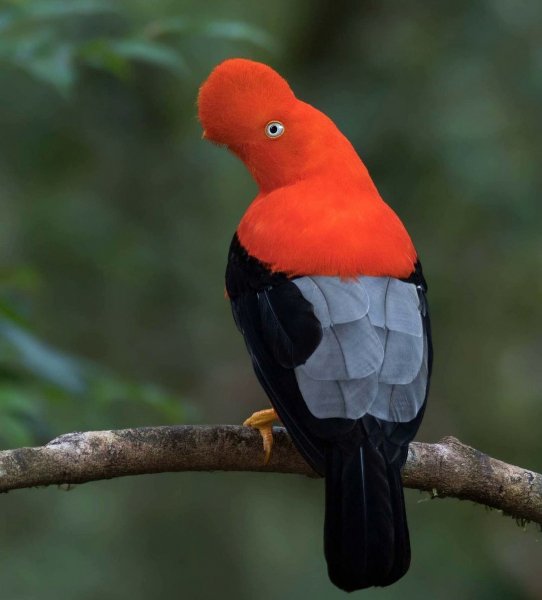 Андский скальный петушок Andean cock-of-the-rock