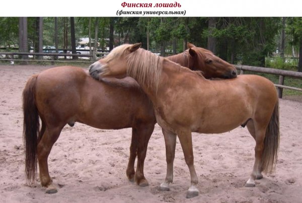 Финская лошадь