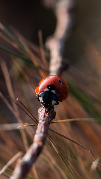 wallpaper 1440x2560 5 2