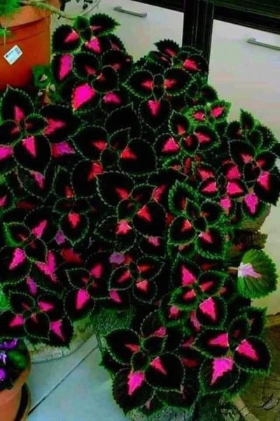 FB IMG 1715049993745