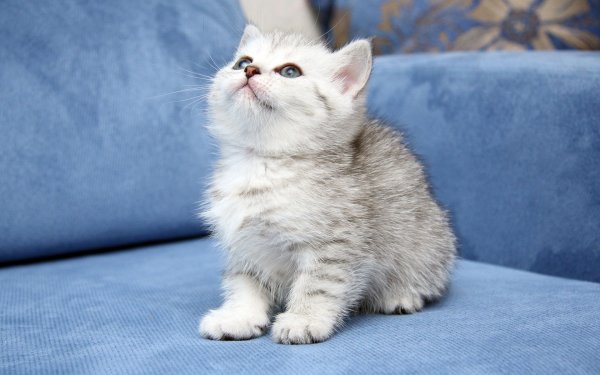 White kitten sofa looking..file