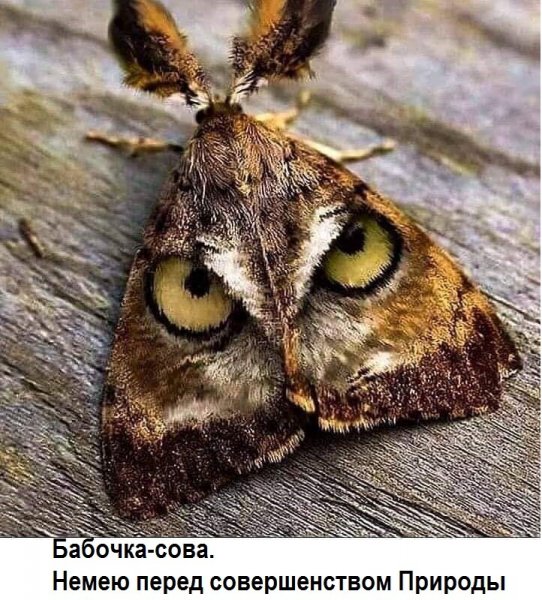 Бабочка сова