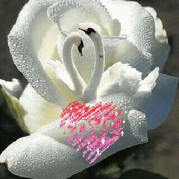 Лебеди Роза Сердце