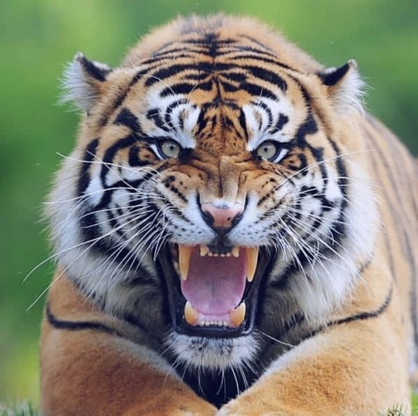 tiger