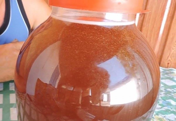 Квас из цикория