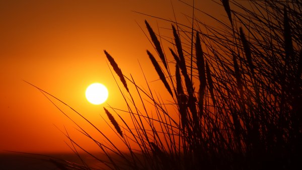 CompDeskWalCol-2984 084