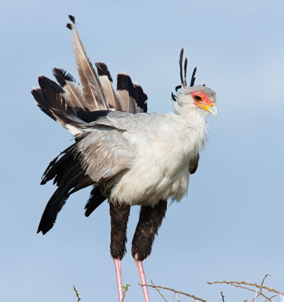 Птица секретарь