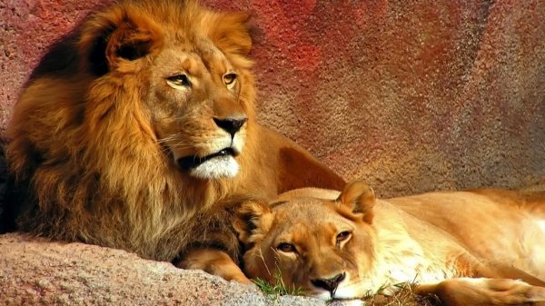 lion 36